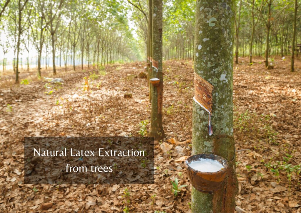 Rubber Tree , latex extraction